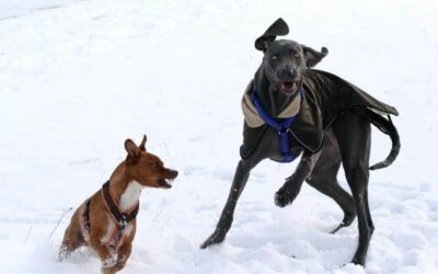 Job Dogwalker Hundesitter Ausbildung FAQ Überlegungen Selbstständigkeit eigene HUTA Hundepension eröffnen Hundekindergarten selbstständig machen Traumjob Hobby zum Beruf machen Hundebetreuer Weiterbildung