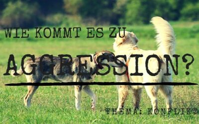 Wie kommt es zu Aggressionsverhalten? Thema: Konflikte
