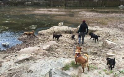 Sanny’s Dogwalker Coaching – Spannend und lehrreich