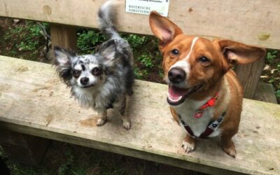 Wie Sanny’s Dogwalker Ausbildung funktioniert