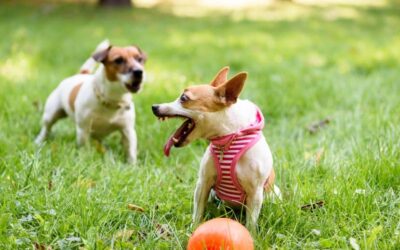 Das Verhaltens A – B – C vom Hund