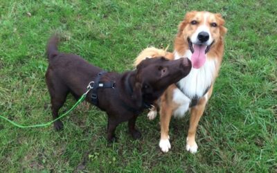 Vom Hundetrainer zum Dogwalker Teil 3/3