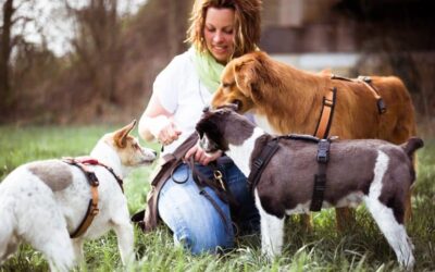 Vom Hundetrainer zum Dogwalker Teil 2/3
