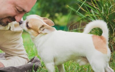 Minis in der Hundebetreuung – Kleinsthunde