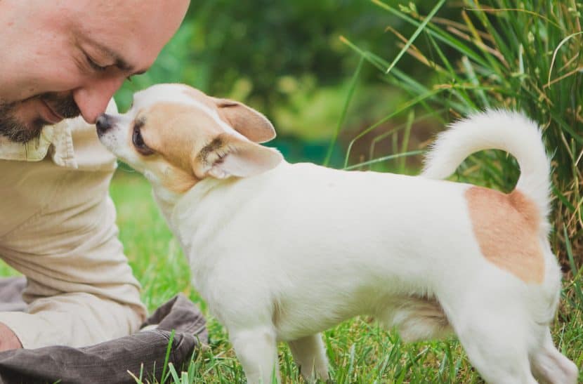Minis in der Hundebetreuung – Kleinsthunde