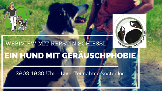 Webiview „Ein Hund mit Geräuschphobie“