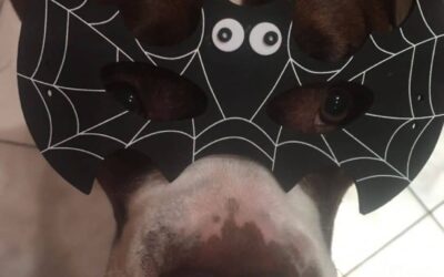 Folge 15: Halloween-Spezial: Achte auf deinen Hund!