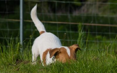 Folge 19: Wie du Frustration bei deinem Hund mindern kannst