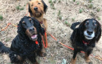 Fotos aus der Hundebetreuung Mai 2017