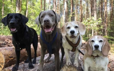 Job Dogwalker Hundesitter Ausbildung FAQ Überlegungen Selbstständigkeit eigene HUTA Hundepension eröffnen Hundekindergarten selbstständig machen Traumjob Hobby zum Beruf machen Hundebetreuer Weiterbildung