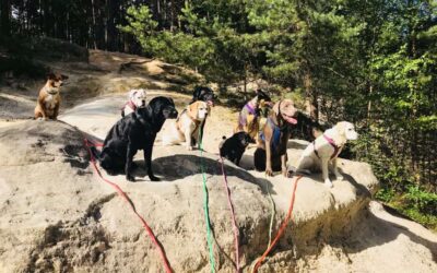 Plätze frei für Tagesbetreuung / Dogwalking in Nürnberg