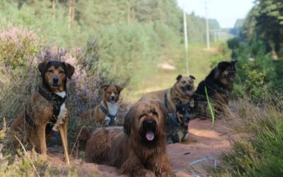 Kann man vom Dogwalking leben? Hundepension eröffnen Tagesbetreuung aufmachen Dogwalker werden Dogwalking Selbstständig machen als Dogwalker
