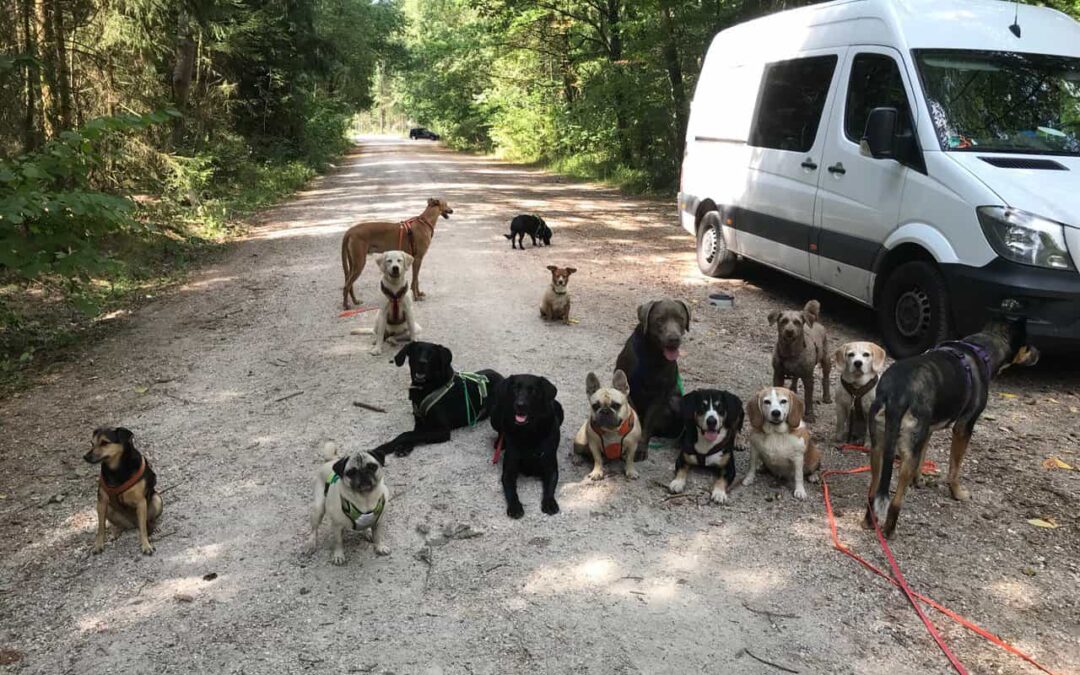Job Dogwalker Hundesitter Ausbildung FAQ Überlegungen Selbstständigkeit eigene HUTA Hundepension eröffnen Hundekindergarten selbstständig machen Traumjob Hobby zum Beruf machen Hundebetreuer Weiterbildung Hundebetreuung Nürnberg Hundepension Dogwalking Tagesbetreuung Urlaubsbetreuung