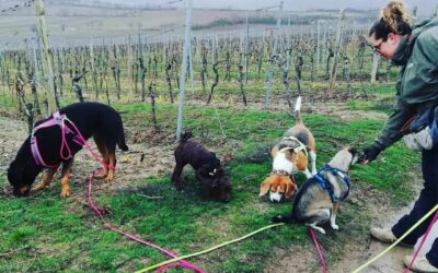 Adelia Rentschler LuDogs Ludwigshafen Hundebetreuung Dogwalking Dogwalker werden Ausbildung Sanny's Dogwalker Ausbildung Weiterbildung Tagesbetreuung Neustart Selbstständigkeit