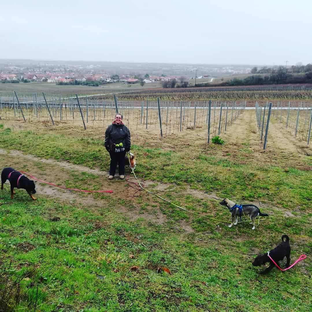 Adelia Rentschler LuDogs Ludwigshafen Hundebetreuung Dogwalking Dogwalker werden Ausbildung Sanny's Dogwalker Ausbildung Weiterbildung Tagesbetreuung Neustart Selbstständigkeit