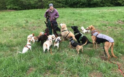 Job Dogwalker Hundesitter Ausbildung FAQ Überlegungen Selbstständigkeit eigene HUTA Hundepension eröffnen Hundekindergarten selbstständig machen Traumjob Hobby zum Beruf machen Hundebetreuer Weiterbildung