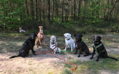 Job Dogwalker Hundesitter Ausbildung FAQ Überlegungen Selbstständigkeit eigene HUTA Hundepension eröffnen Hundekindergarten selbstständig machen Traumjob Hobby zum Beruf machen Hundebetreuer Weiterbildung