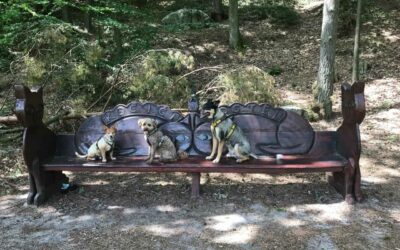 Job Dogwalker Hundesitter Ausbildung FAQ Überlegungen Selbstständigkeit eigene HUTA Hundepension eröffnen Hundekindergarten selbstständig machen Traumjob Hobby zum Beruf machen Hundebetreuer Weiterbildung