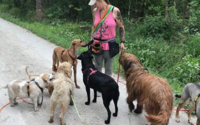Job Dogwalker Hundesitter Ausbildung FAQ Überlegungen Selbstständigkeit eigene HUTA Hundepension eröffnen Hundekindergarten selbstständig machen Traumjob Hobby zum Beruf machen Hundebetreuer Weiterbildung