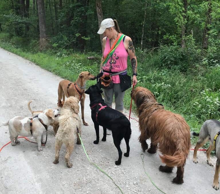 Welche Überlegungen gibt es vor der Selbstständigkeit als Dogwalker?