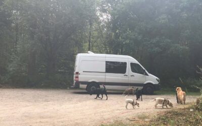 Job Dogwalker Hundesitter Ausbildung FAQ Überlegungen Selbstständigkeit eigene HUTA Hundepension eröffnen Hundekindergarten selbstständig machen Traumjob Hobby zum Beruf machen Hundebetreuer Weiterbildung Schwierige Hunde