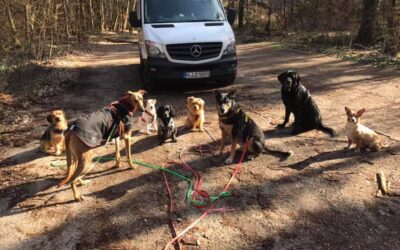 Job Dogwalker Hundesitter Ausbildung FAQ Überlegungen Selbstständigkeit eigene HUTA Hundepension eröffnen Hundekindergarten selbstständig machen Traumjob Hobby zum Beruf machen Hundebetreuer Weiterbildung