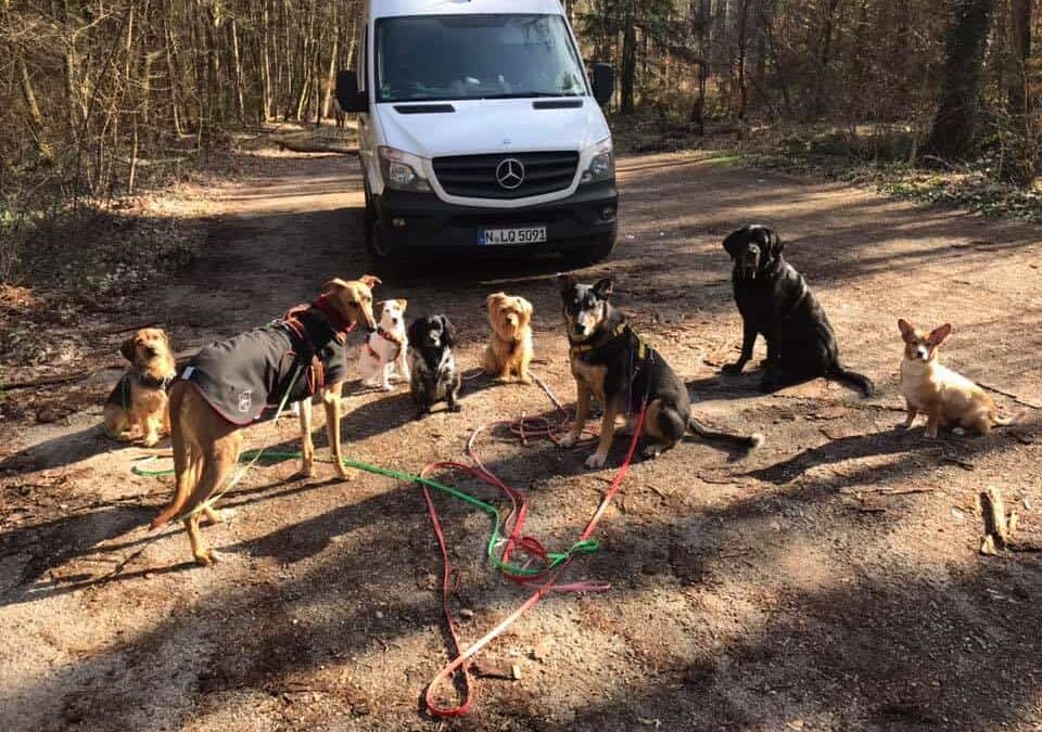 Job Dogwalker Hundesitter Ausbildung FAQ Überlegungen Selbstständigkeit eigene HUTA Hundepension eröffnen Hundekindergarten selbstständig machen Traumjob Hobby zum Beruf machen Hundebetreuer Weiterbildung