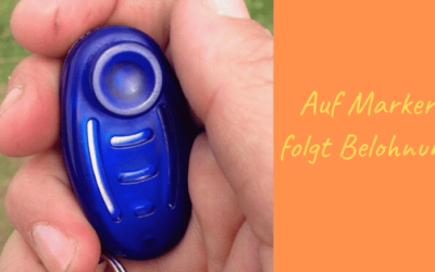 Lernverhalten am Beispiel Mensch