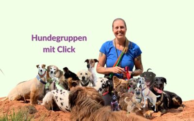 Episode 63: Hundetraumjob – Im GesprĂ€ch mit Dogwalkerin Sarah