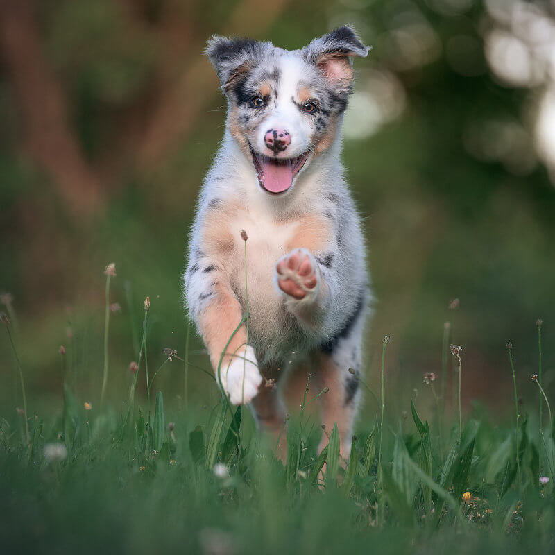 Australian Shepherd auf Wiese