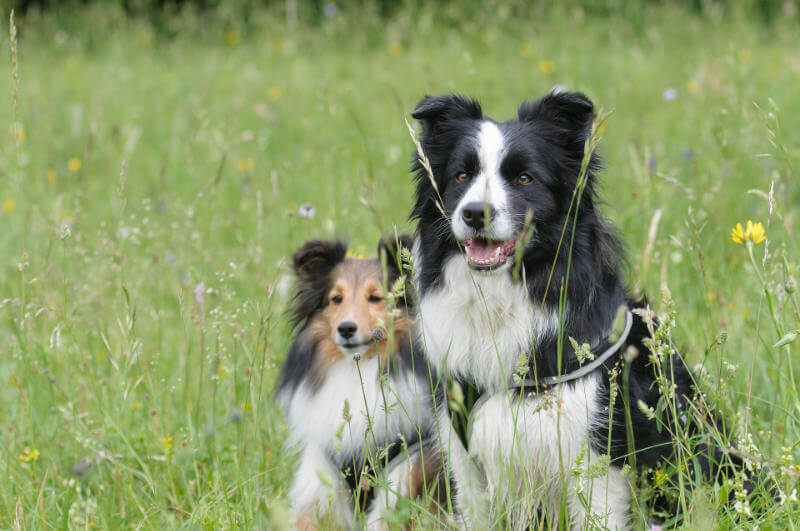 Ausbildung als Dogwalker