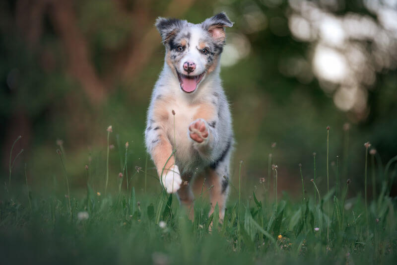 Job als Dogwalker
