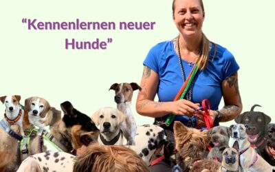 Kennenlernen und Integration neuer Hunde beim Dogwalking