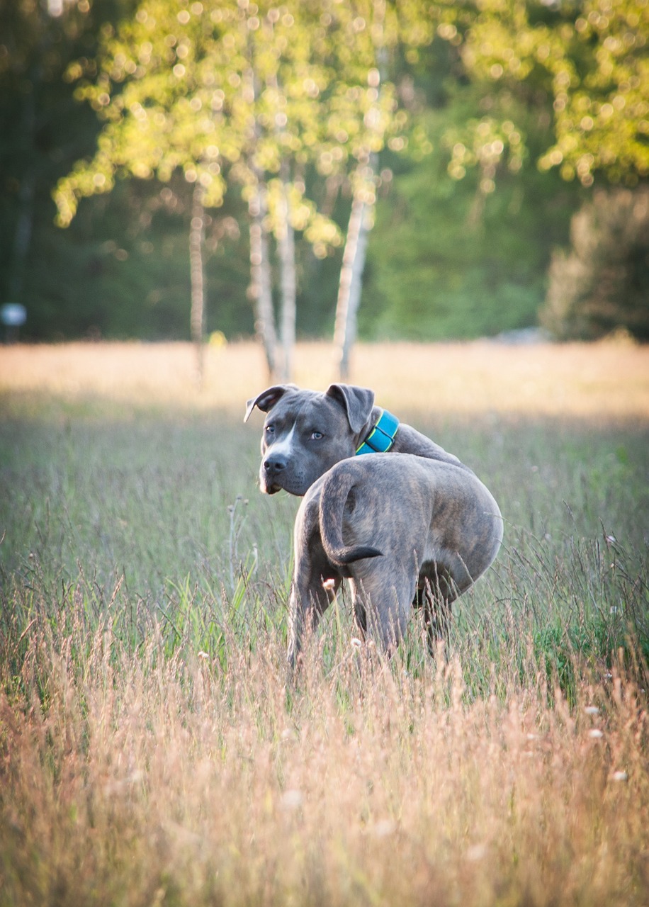 Amstaff auf Feld