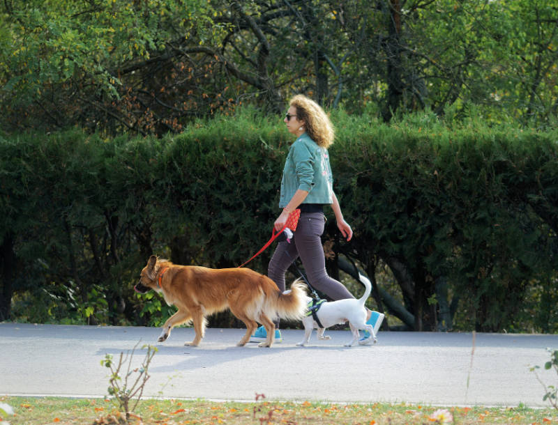 Dogwalkerin mit Hundegruppe