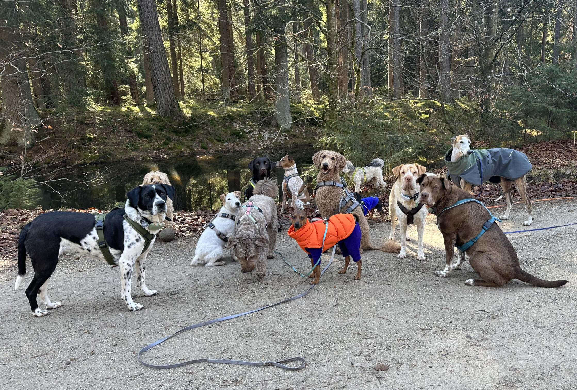 Dogwalking im Wald mit Hundegruppe