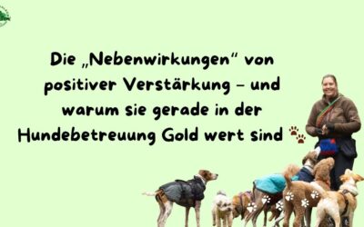 Die „Nebenwirkungen“ von positiver Verstärkung – und warum sie gerade in der Hundebetreuung Gold wert sind 🐾